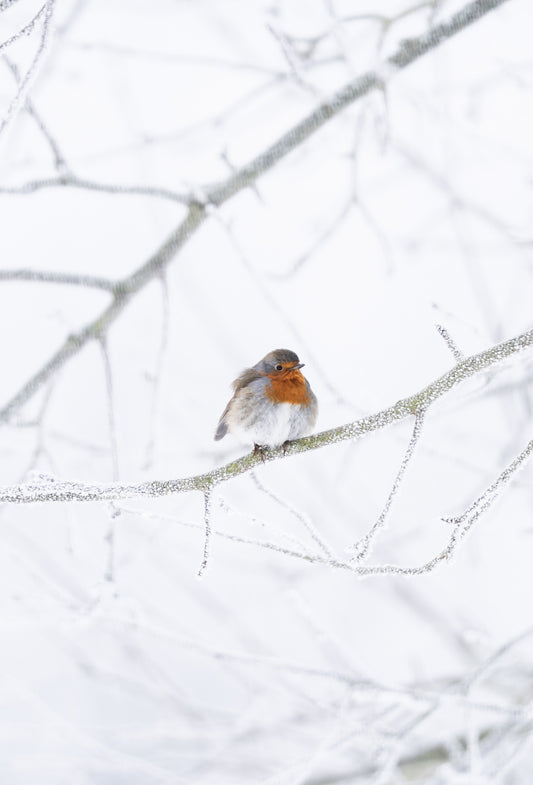 Kleine Rotkehlchen Prinzessin.